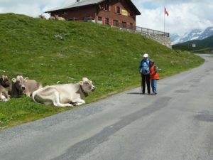 Swiss cows everywhere and up close in Switzerland