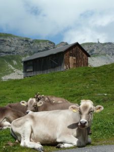 Photo of a Cow in Switzerland