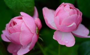 springtime and rosacea - Rosy JulieBC