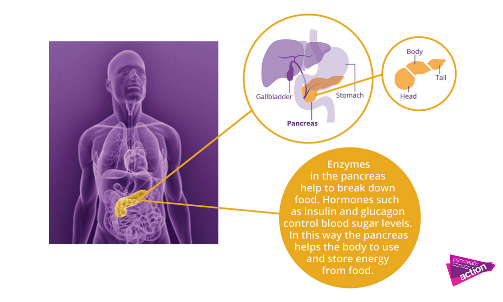 A diagram showing what is the pancreas and what is looks like